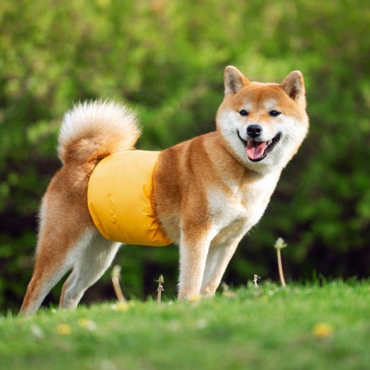 Pet dog training pants viora